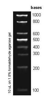 100b RNA Ladder, 50 Loads