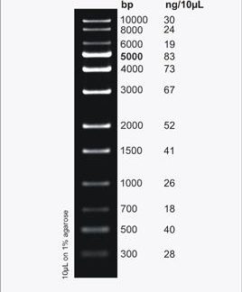 BroadRanger 1kb DNA Ladder, 100 Loads