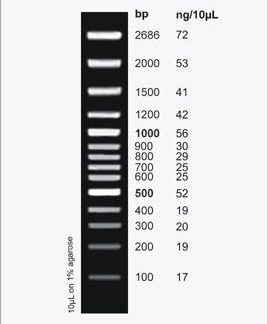 Clone Sizer 100bp DNA Ladder, 100 Loads