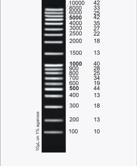 HighRanger Plus 100bp DNA Ladder, 100 Loads