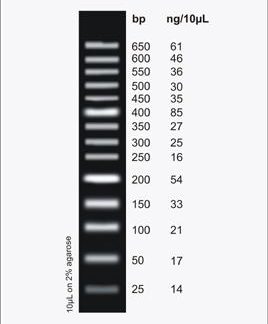 Mini Sizer 50bp DNA Ladder, 100 Loads