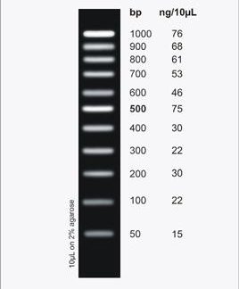 PCR Ranger 100bp DNA Ladder, 100 Loads