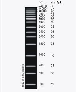 UltraRanger 1kb DNA Ladder, 100 Loads