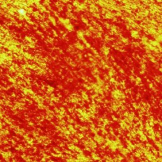 Osteogenic Differentiation Media