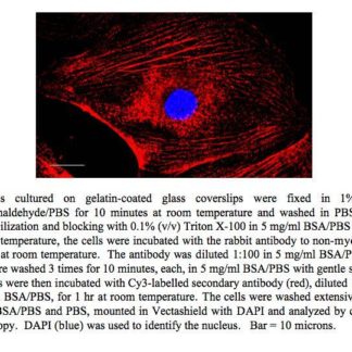 anti-Non Muscle Myosin IIA