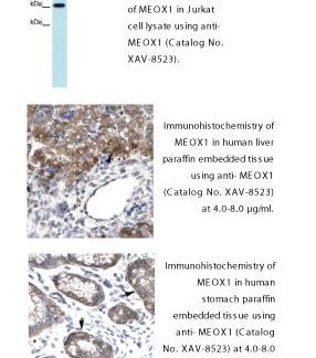 MEOX1, Antibody