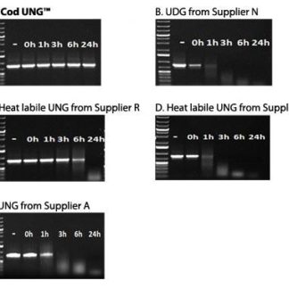 Cod Uracil-DNA Glycosylase