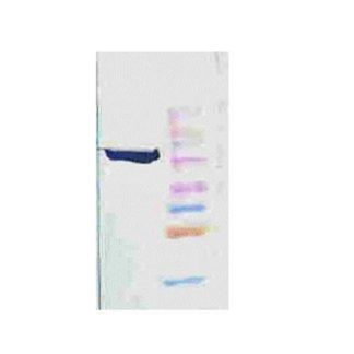 Hsp90 Mouse Monoclonal Antibody (Clone H9010)