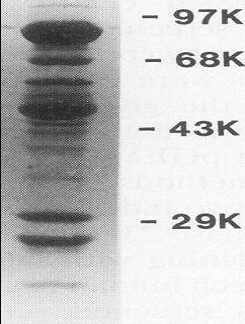Hsp90 Mouse Monoclonal Antibody (Clone D7 alpha)