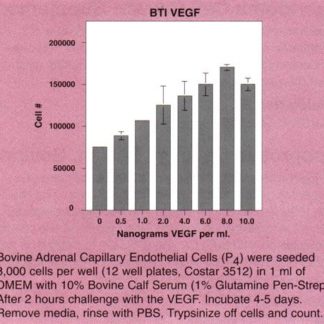 Vascular Endothelial Cell Growth Factor (VEGF)