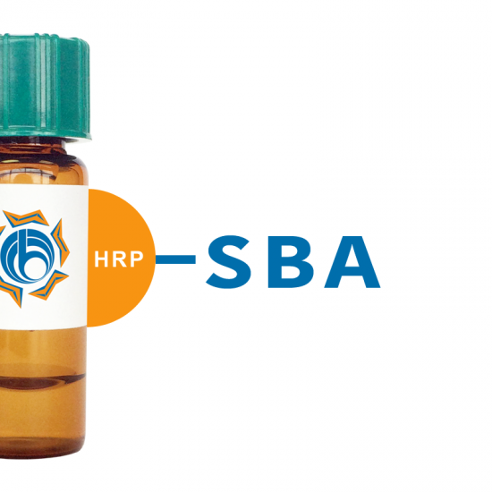 Glycine max (Soybean) Lectin (SBA) – HRP (Horseradish Peroxidase ...