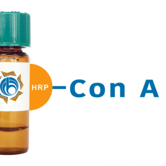 Concanavalin A (Jackbean) Lectin (Con A) - HRP (Horseradish Peroxidase)