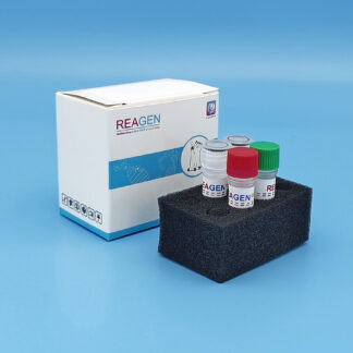 CCV Real-Time Fluorescence PCR Detection Kit