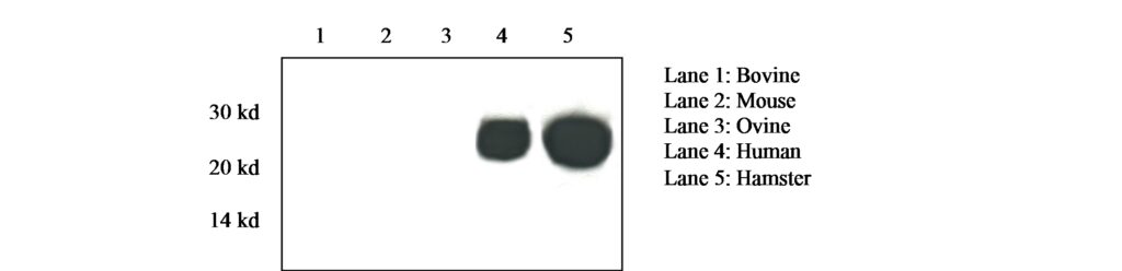 Prion Protein Monoclonal Antibody – Pri 308