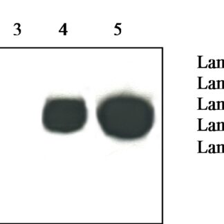 Prion Protein Monoclonal Antibody - Pri 308