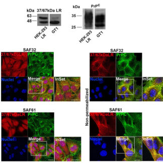 Prion Protein Monoclonal Antibody - SAF 61