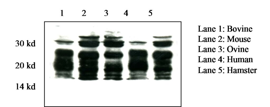 Prion Protein Monoclonal Antibody – SAF 70