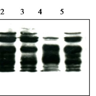 Prion Protein Monoclonal Antibody - SAF 70