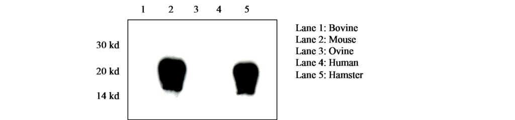 Prion Protein Monoclonal Antibody – SAF 83