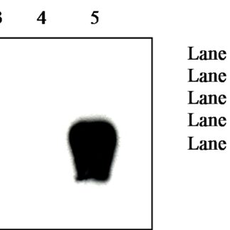 Prion Protein Monoclonal Antibody - SAF 83