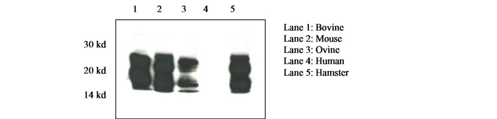 Prion Protein Monoclonal Antibody – SAF 84