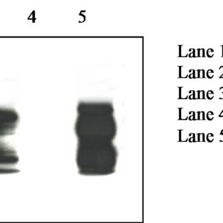 Prion Protein Monoclonal Antibody - SAF 84