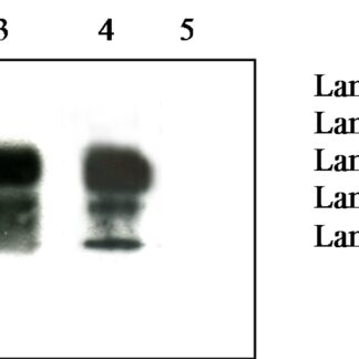Prion Protein Monoclonal Antibody - 12F10