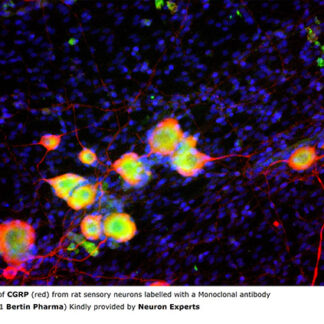CGRP (human,rat) Monoclonal Antibody - Clone 83