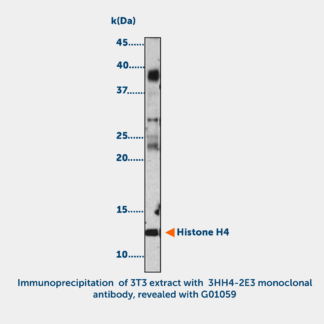 Histone H4 acetylated (K12) Monoclonal Antibody