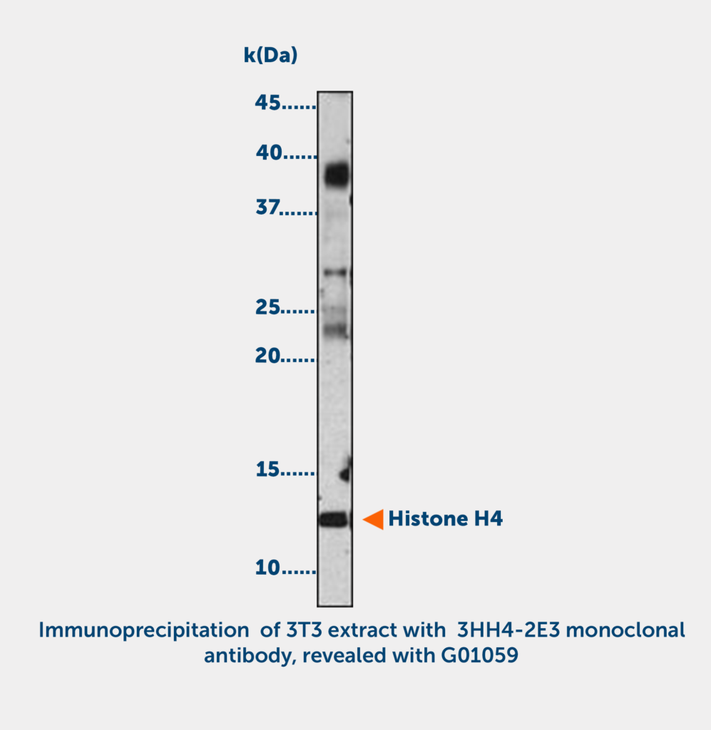 Histone H4 acetylated (K12) Monoclonal Antibody