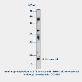 Histone H4 acetylated (K5 or K12) Monoclonal Antibody
