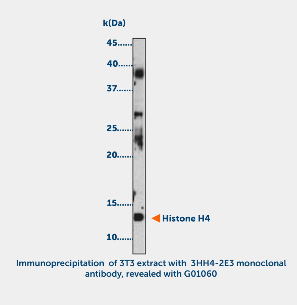 Histone H4 acetylated (K5 or K12) Monoclonal Antibody
