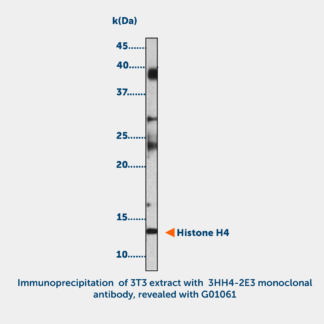 Histone H4 acetylated (K8 or K12) Monoclonal Antibody
