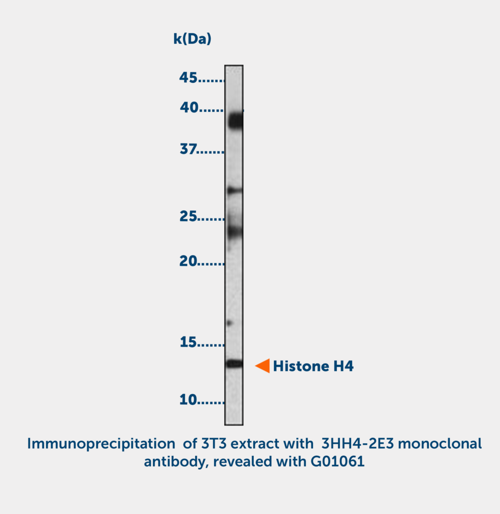 Histone H4 acetylated (K8 or K12) Monoclonal Antibody