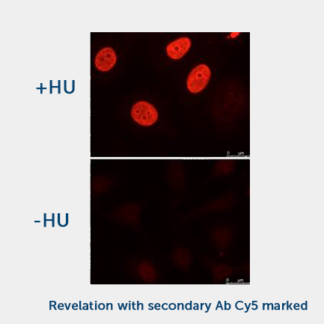 H2AX Phospho-Ser 139 (1H2) Monoclonal Antibody
