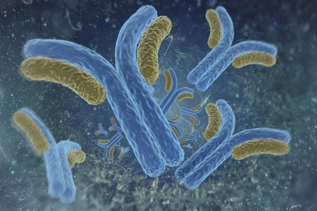 TAF6 Monoclonal Antibody