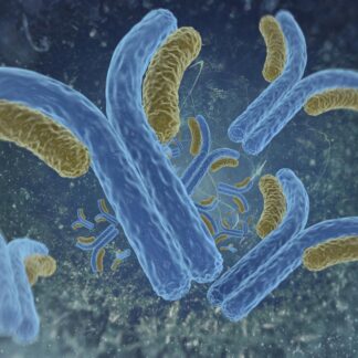 TAF7 (formerly TAFII55) Monoclonal Antibody