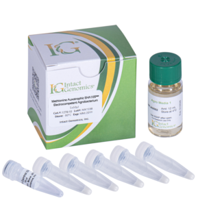 Methionine Auxotrophic EHA105Met Electrocompetent Agrobacterium cells 5x50µl