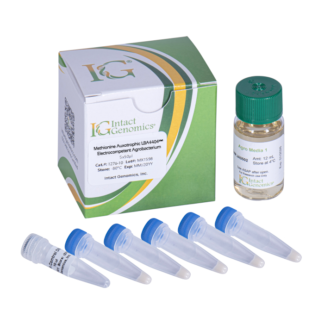 Methionine Auxotrophic LBA4404Met Electrocompetent Agrobacterium cells 5x50µl