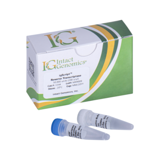 igScript Reverse Transcriptase 50,000 Units (200 u/µl)