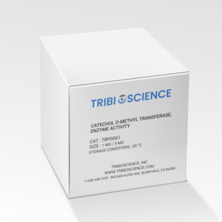 Catechol O-Methyl Transferase (COMT)