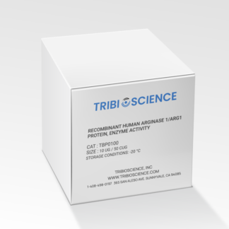 Recombinant human Arginase 1/ARG1 protein