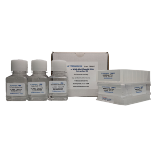 96-well plate Plasmid DNA Prep (mini)